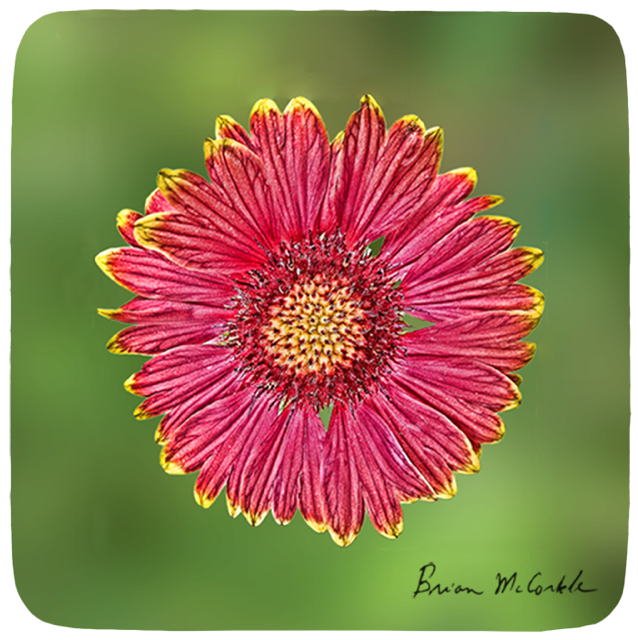 (image for) Red Tipped Coneflower